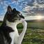Thinking Cat